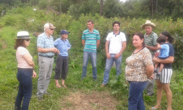 Pesquisadores norte americanos visitam pomares de pequenas frutas no interior de Vacaria