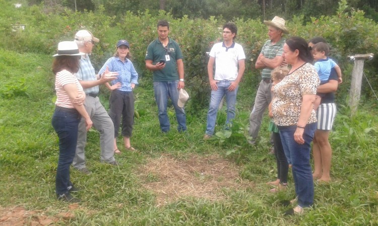 Pesquisadores norte americanos visitam pomares de pequenas frutas no interior de Vacaria