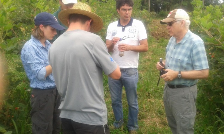 Pesquisadores norte americanos visitam pomares de pequenas frutas no interior de Vacaria