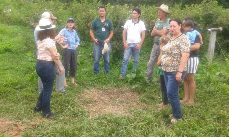 Pesquisadores norte americanos visitam pomares de pequenas frutas no interior de Vacaria